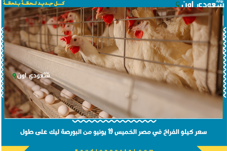 سعر كيلو الفراخ في مصر الخميس 19 يونيو من البورصة ليك على طول